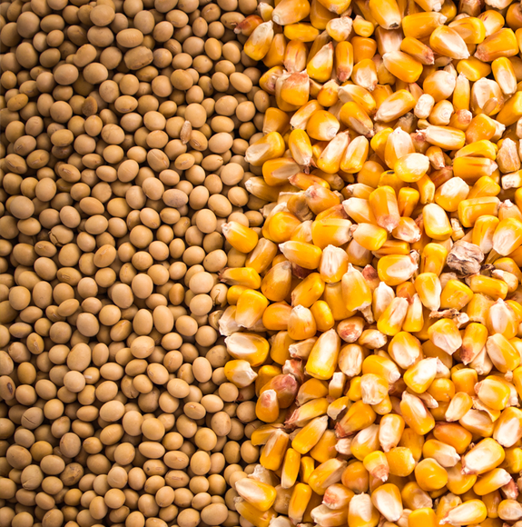 corn and soy beans 