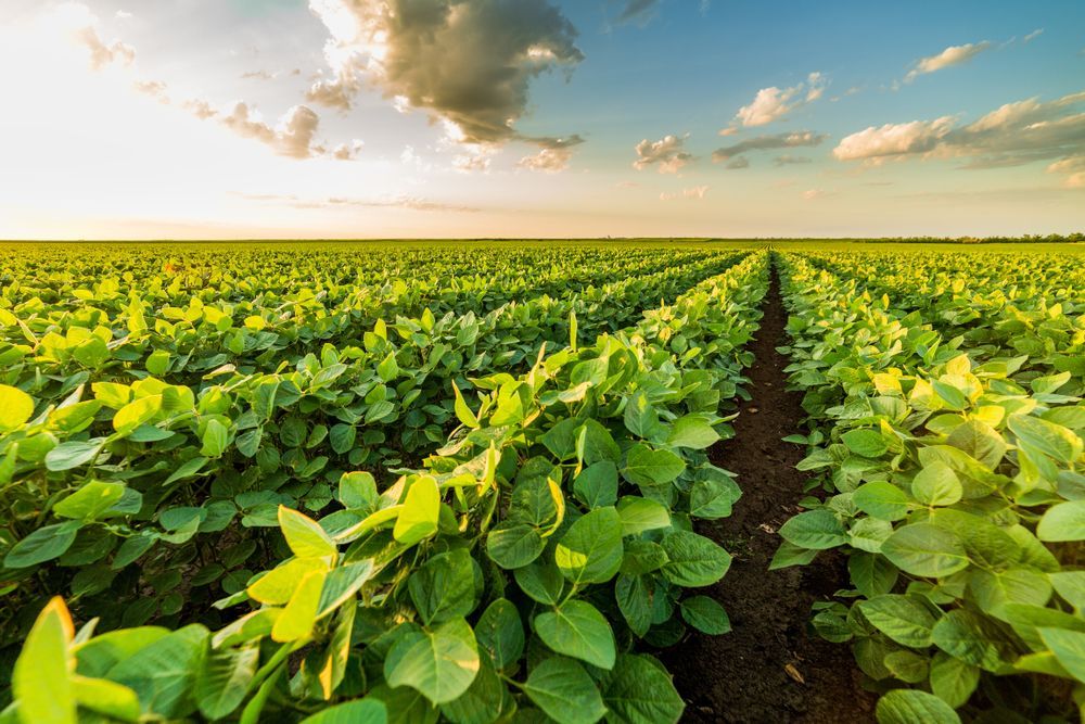 a field of green plants growing in the dirt
