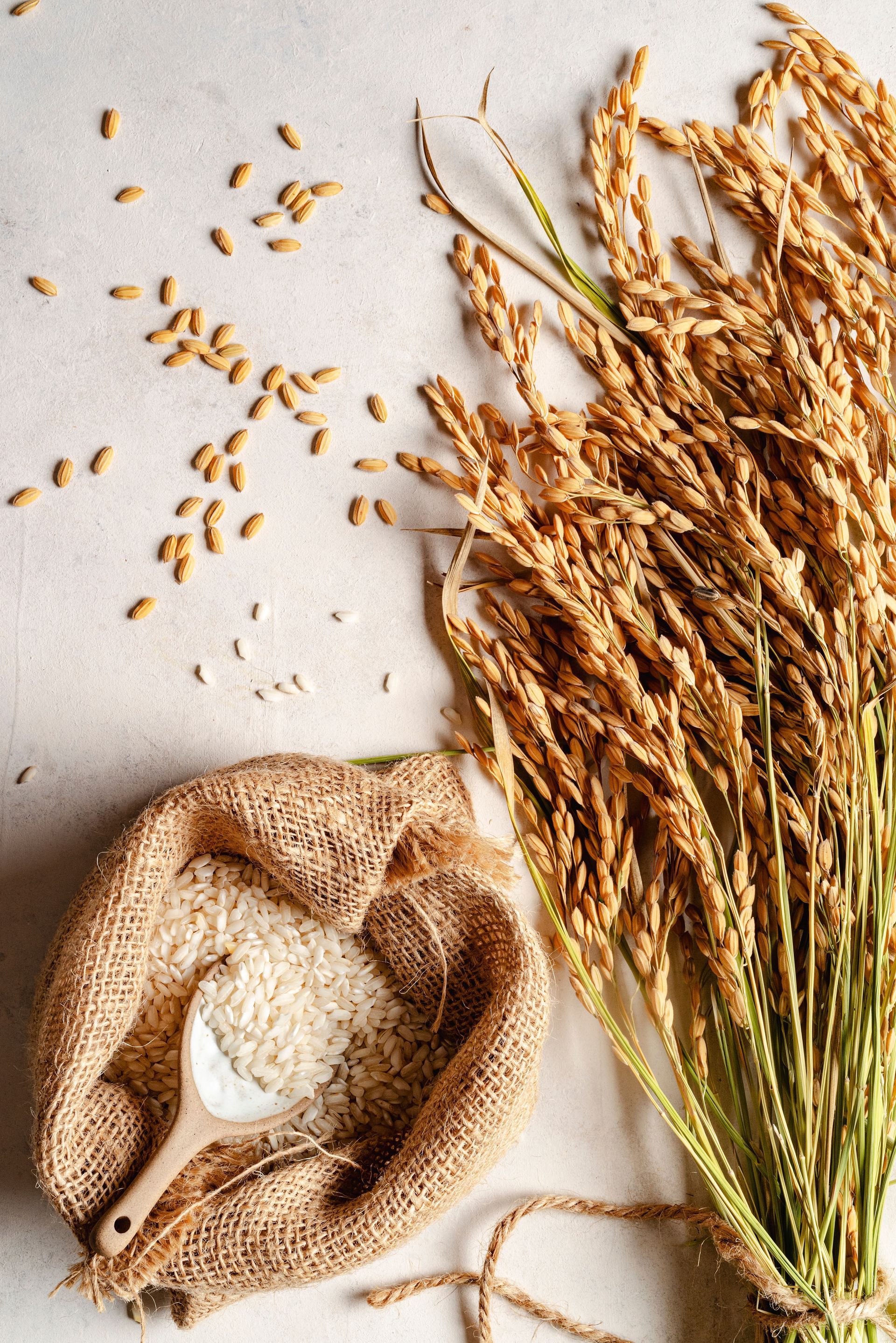 a field of green plants growing in the dirt
