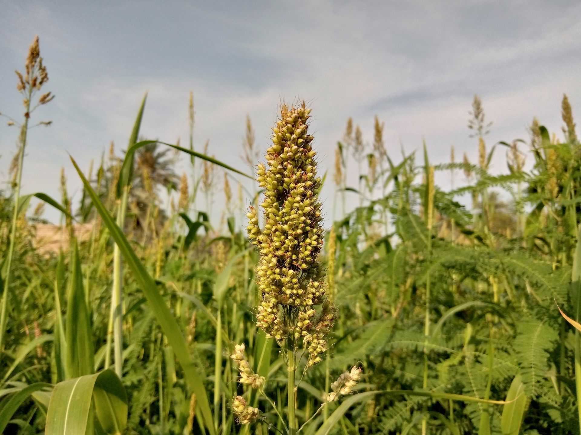 a person is holding a pile of sand in their hands