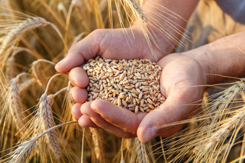 a person is holding a pile of sand in their hands