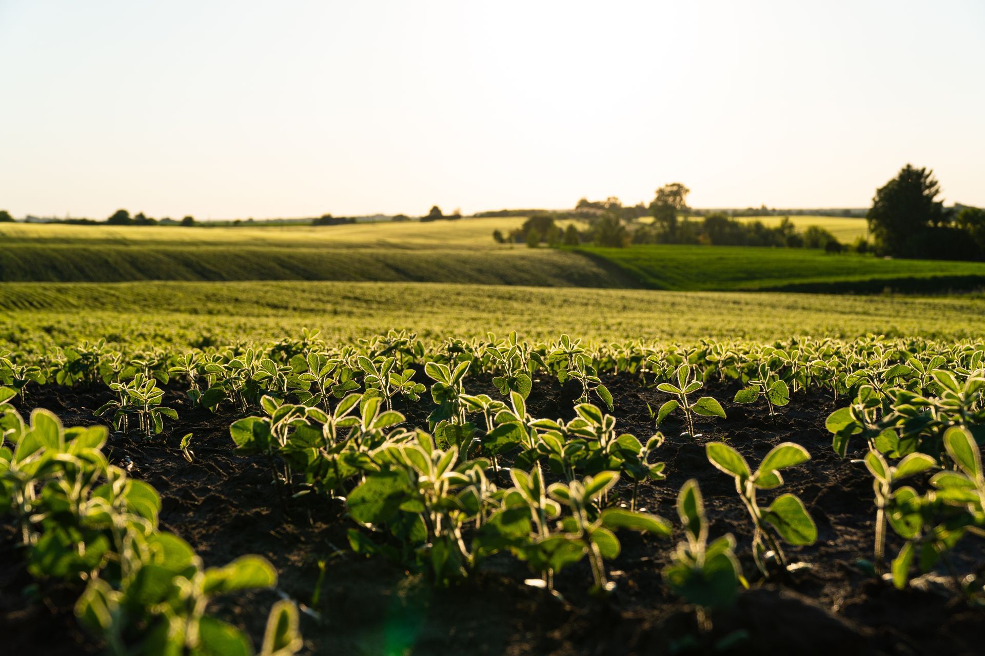 a field of green plants growing in the dirt