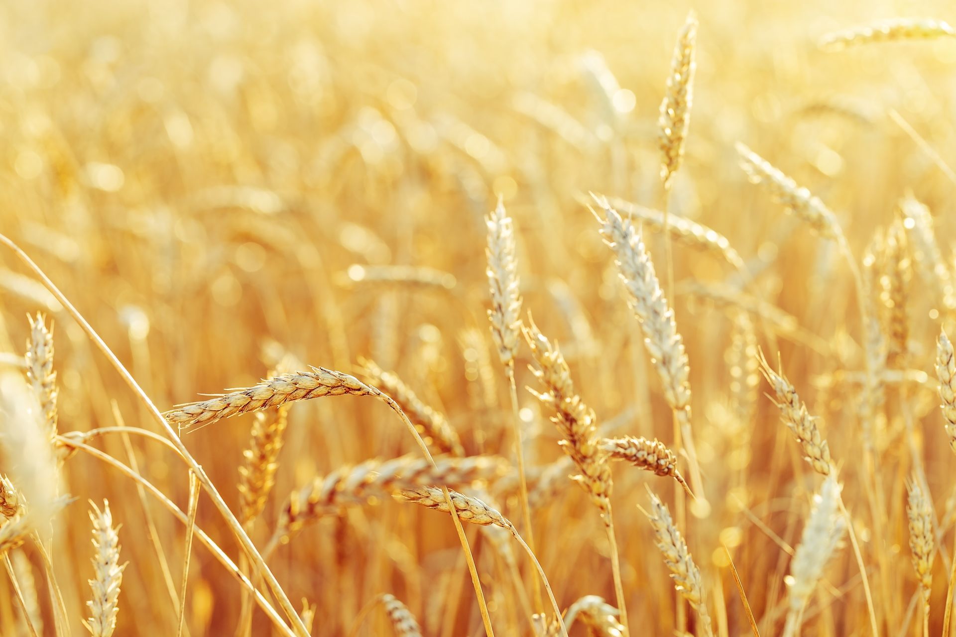a close up of a field of wheat with the sun shining through the ears