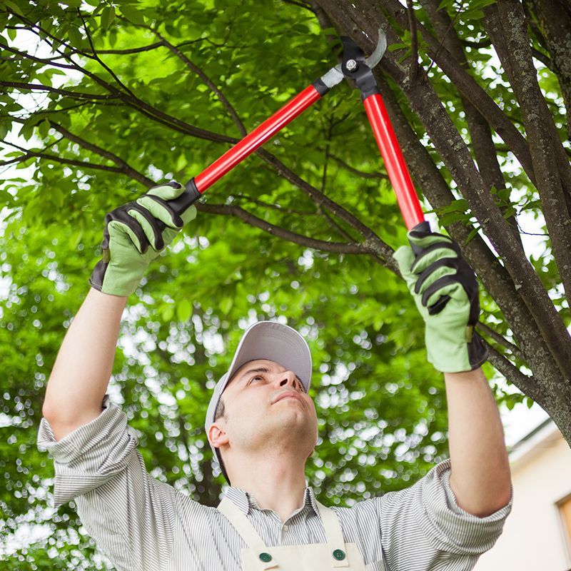 A man is cutting a tree with a pair of scissors.