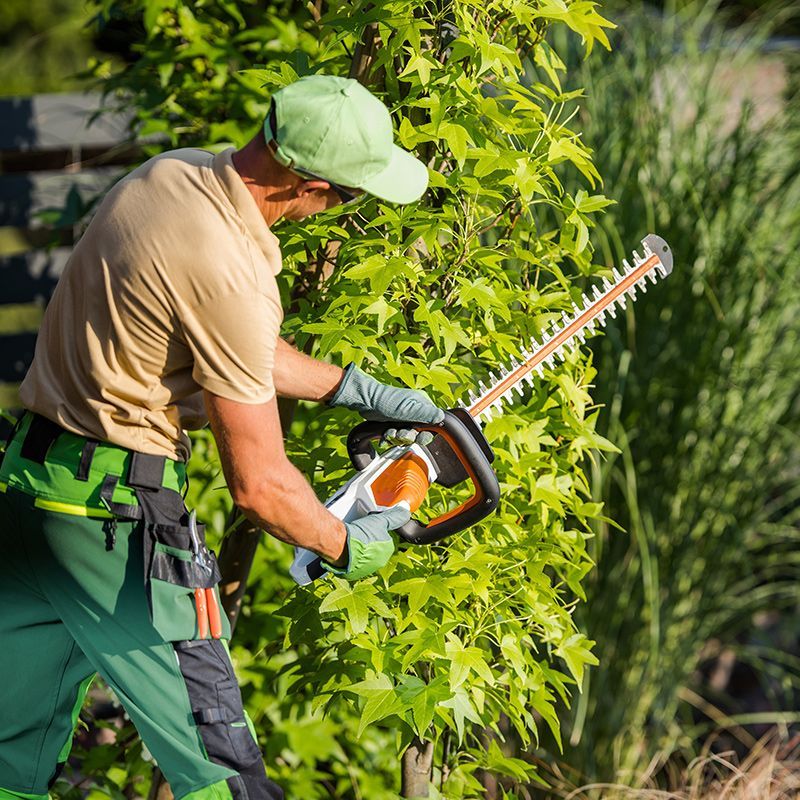 A man is cutting a bush with a hedge trimmer.