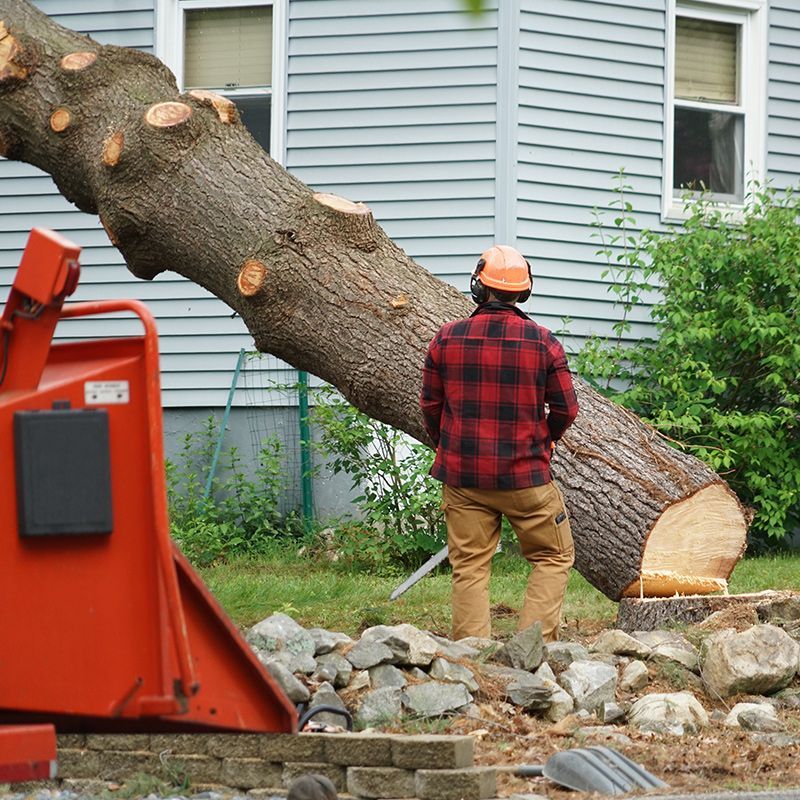 A man in a plaid shirt is standing next to a large tree
