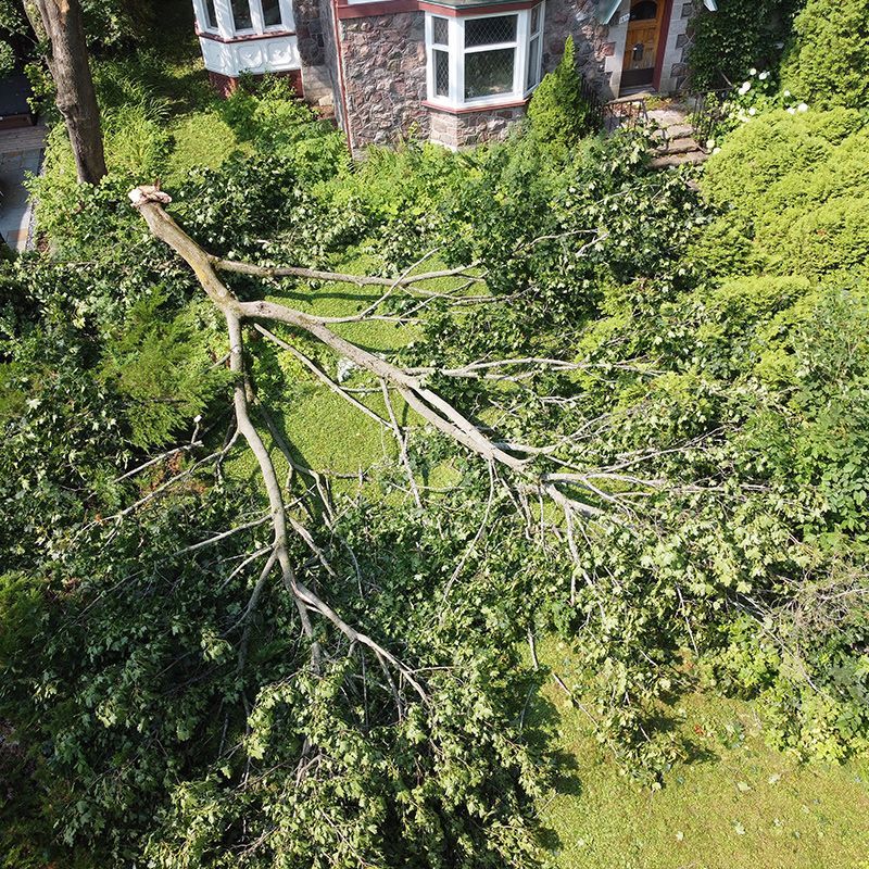 An aerial view of a fallen tree in front of a house.