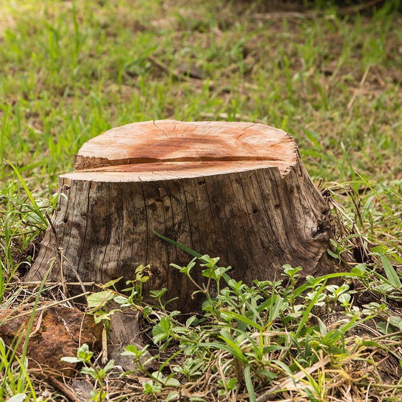 A tree stump is sitting in the grass.
