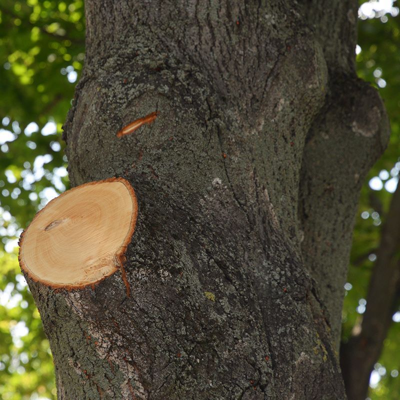 A tree with a slice cut out of it