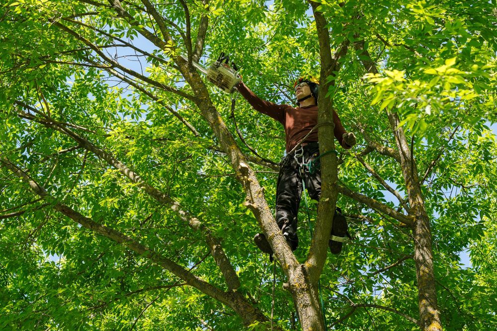 A man is climbing a tree with a chainsaw.