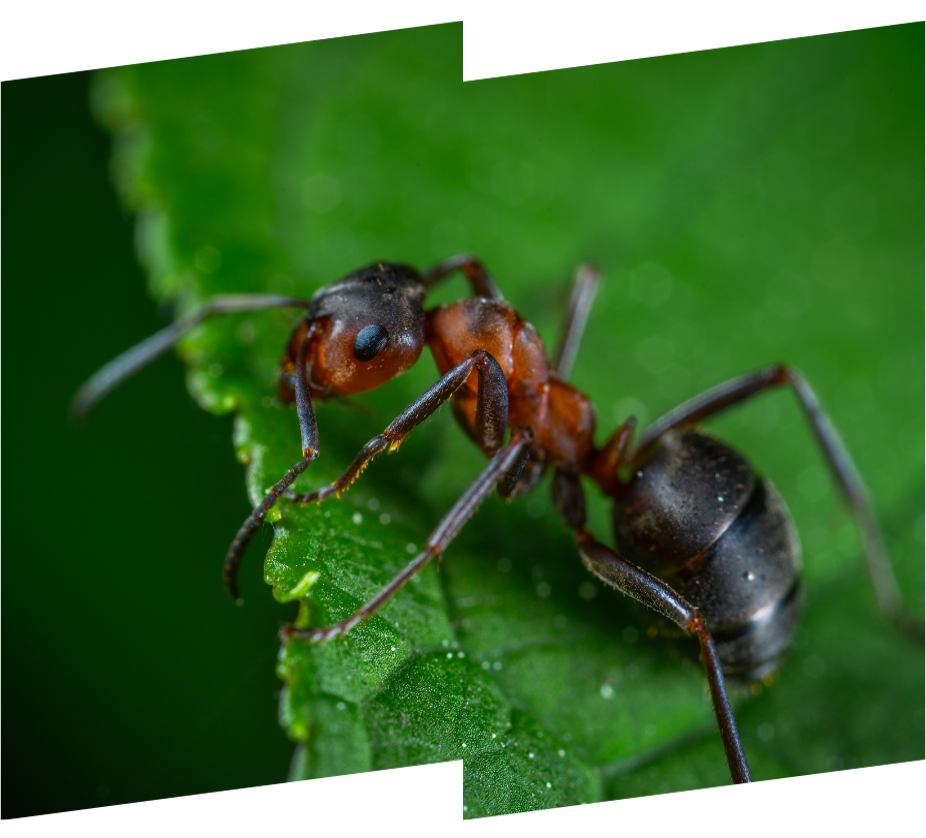 an ant is sitting on a green leaf .