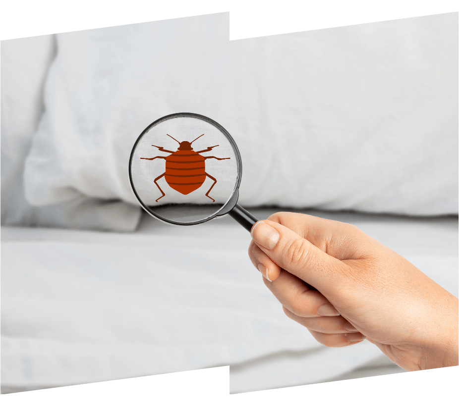 a person is holding a magnifying glass over a bed bug .