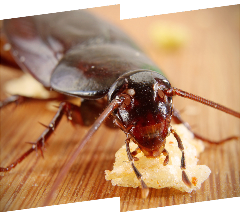 a cockroach is eating a piece of food on a wooden table .