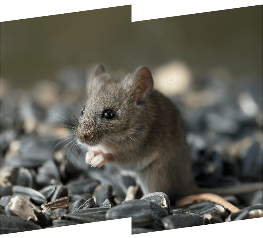 a mouse is sitting on a pile of sunflower seeds .