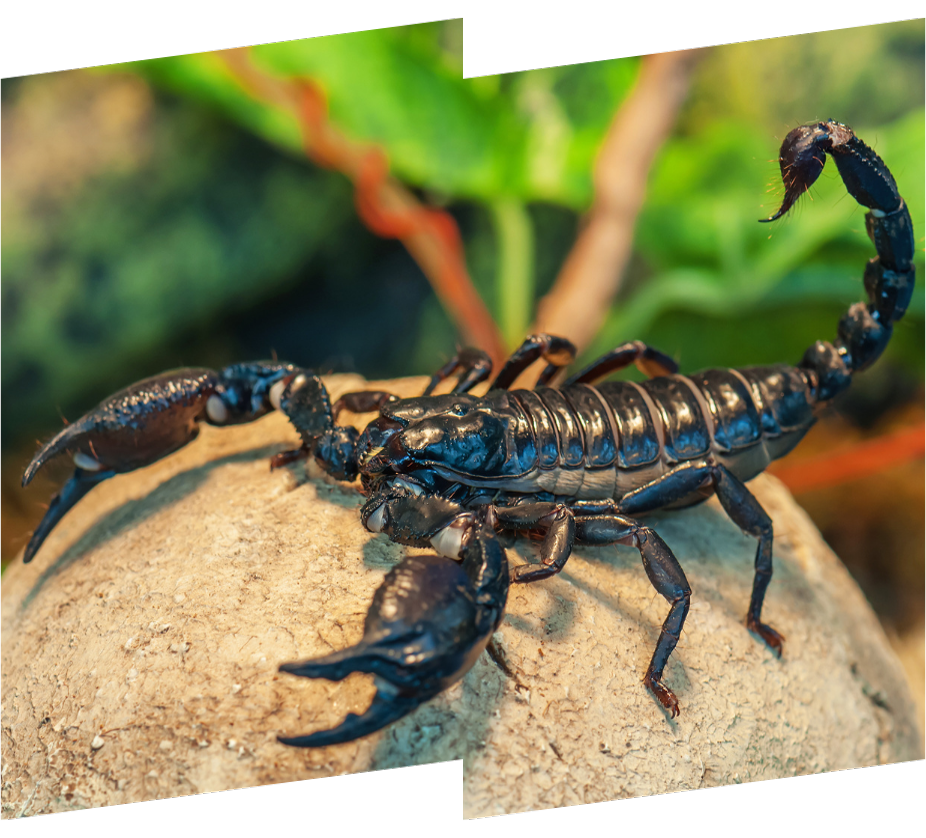 a black scorpion is sitting on top of a rock .