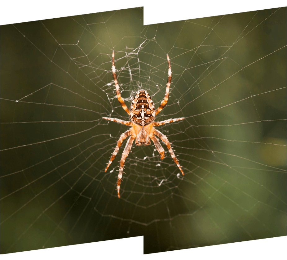 a close up of a spider on a web