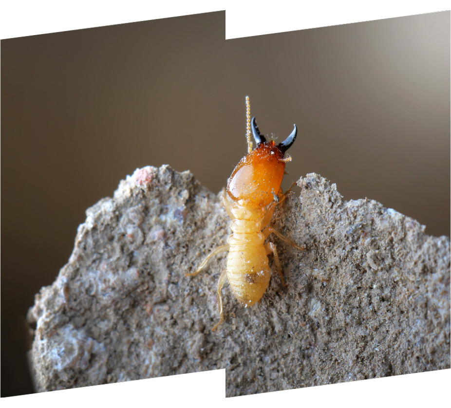 a termite with horns is sitting on a rock .