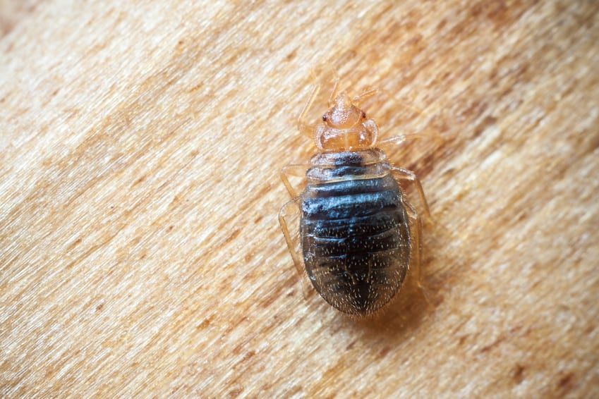 Infested with Bed Bugs | Witchita, KS | Hawks Pest Control
