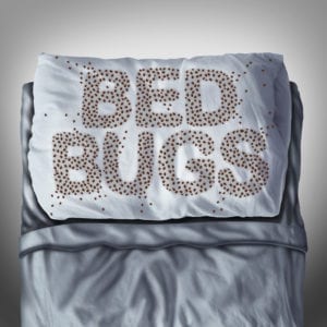 Bed Bugs | Witchita, KS | Hawks Pest Control