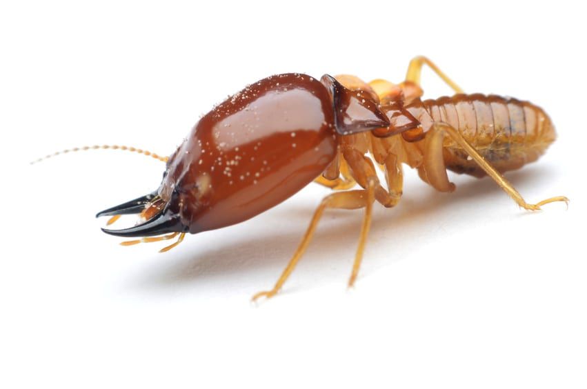 Termite Infestation | Witchita, KS | Hawks Pest Control