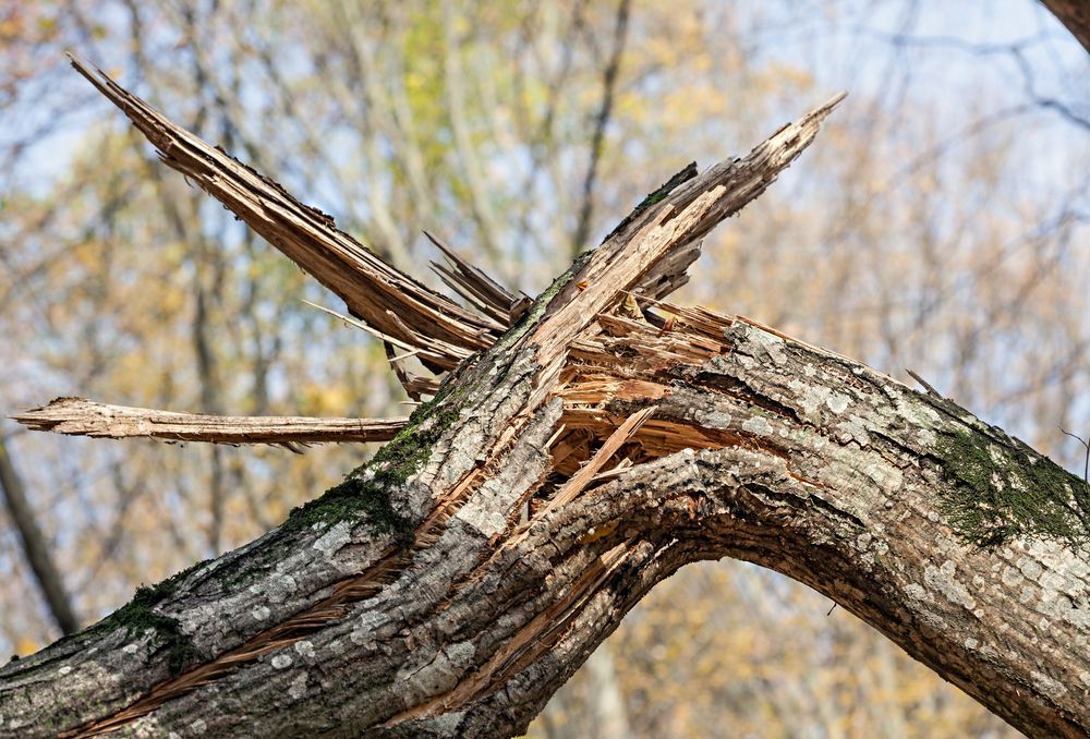 Spring Storms: How to Prepare Your Home and Prevent Damage