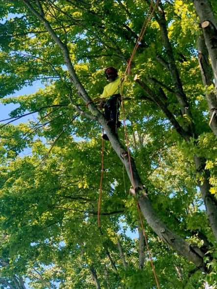 A man in a yellow shirt is climbing a tree.