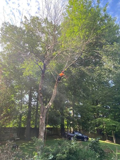 A man is climbing a tree in a backyard.