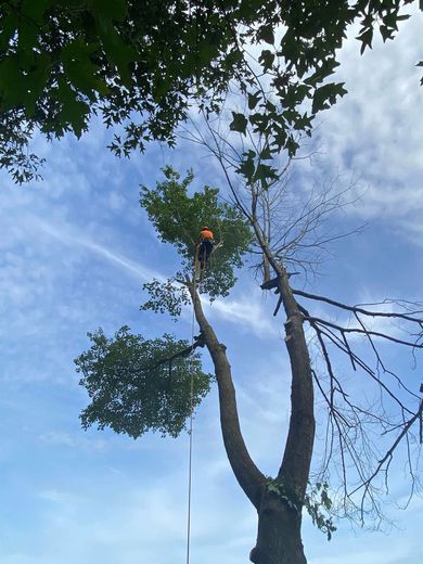 A person is climbing up a tree with a blue sky in the background