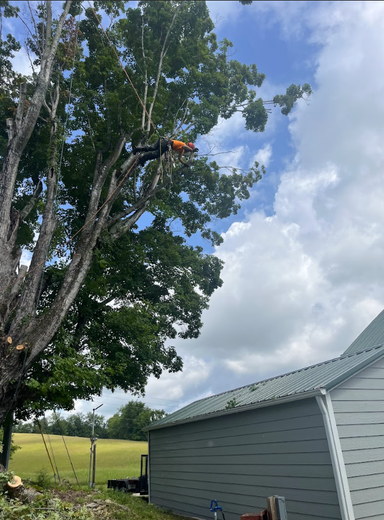 A person is climbing up a tree with a blue sky in the background