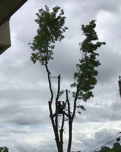A man is climbing a tree in a backyard.