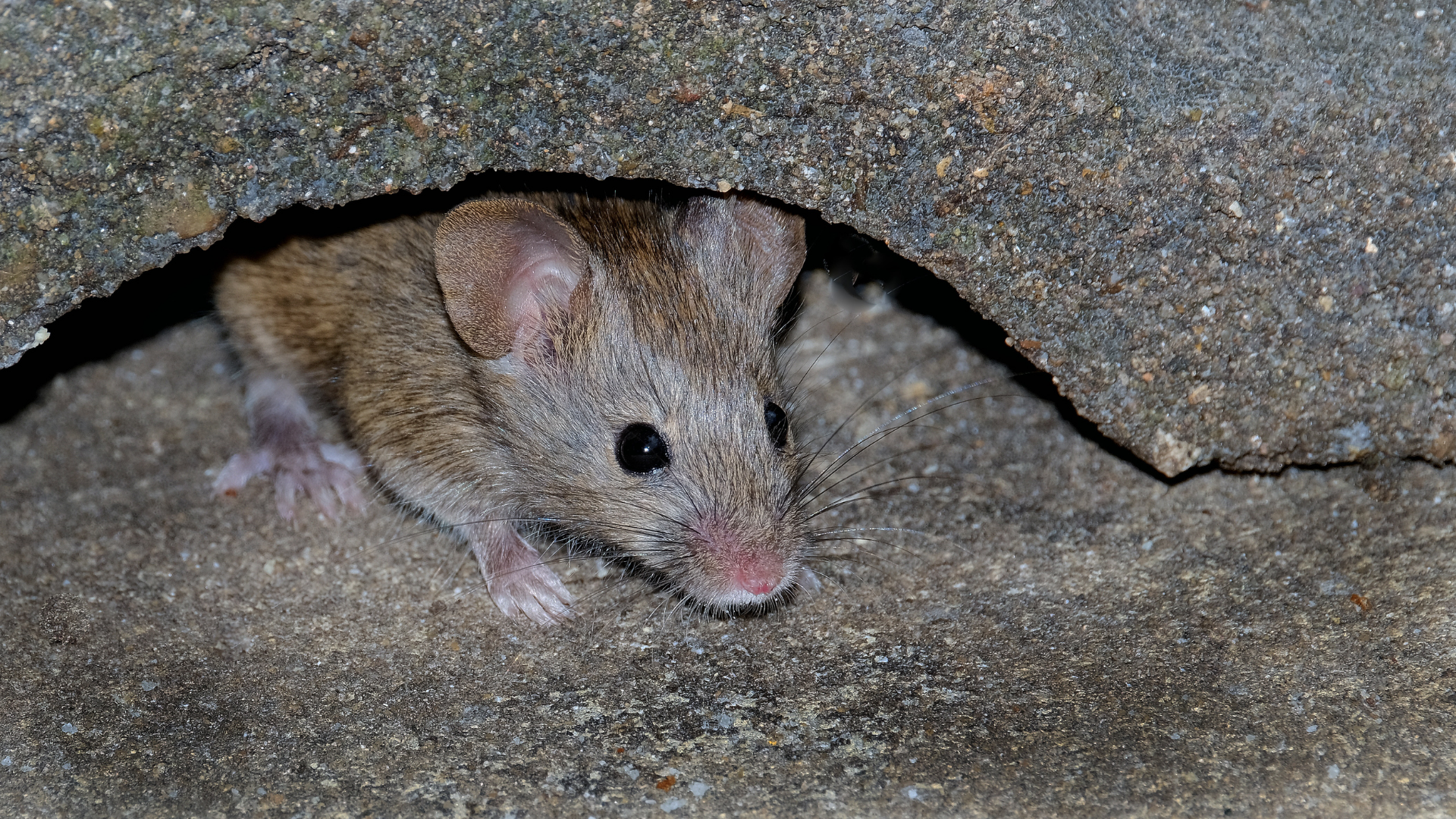 Mouse peeks out from a hole in a stone surface, looking forward with pink nose and small ears.