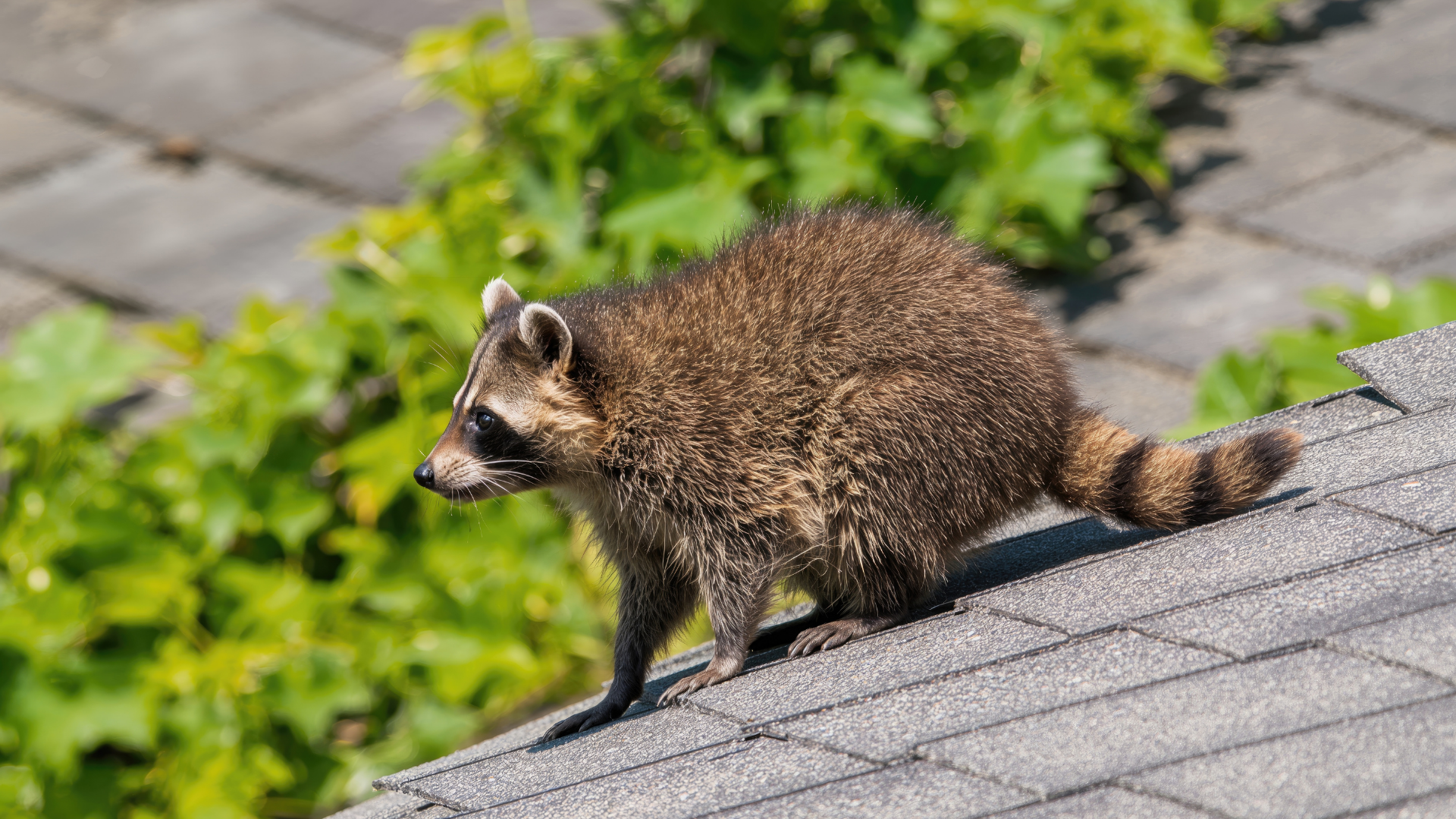 A small raccoon with a striped tail and distinctive facial mask walking along the edge of a gray shingled roof.