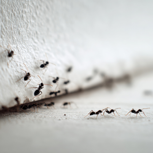 Black ants crawling on a white surface next to a textured wall.