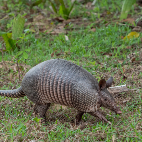 Armadillo with gray, segmented shell walks in grassy area.