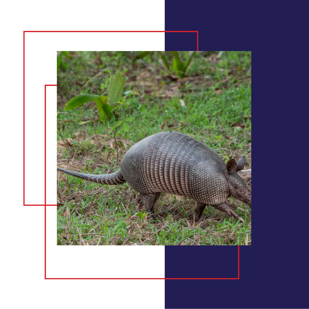 Armadillo foraging in grassy area with a patterned shell.