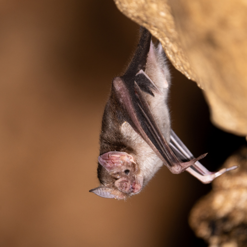 Bat hanging upside down in a cave, brown fur, pink face, wings spread, claws clinging.