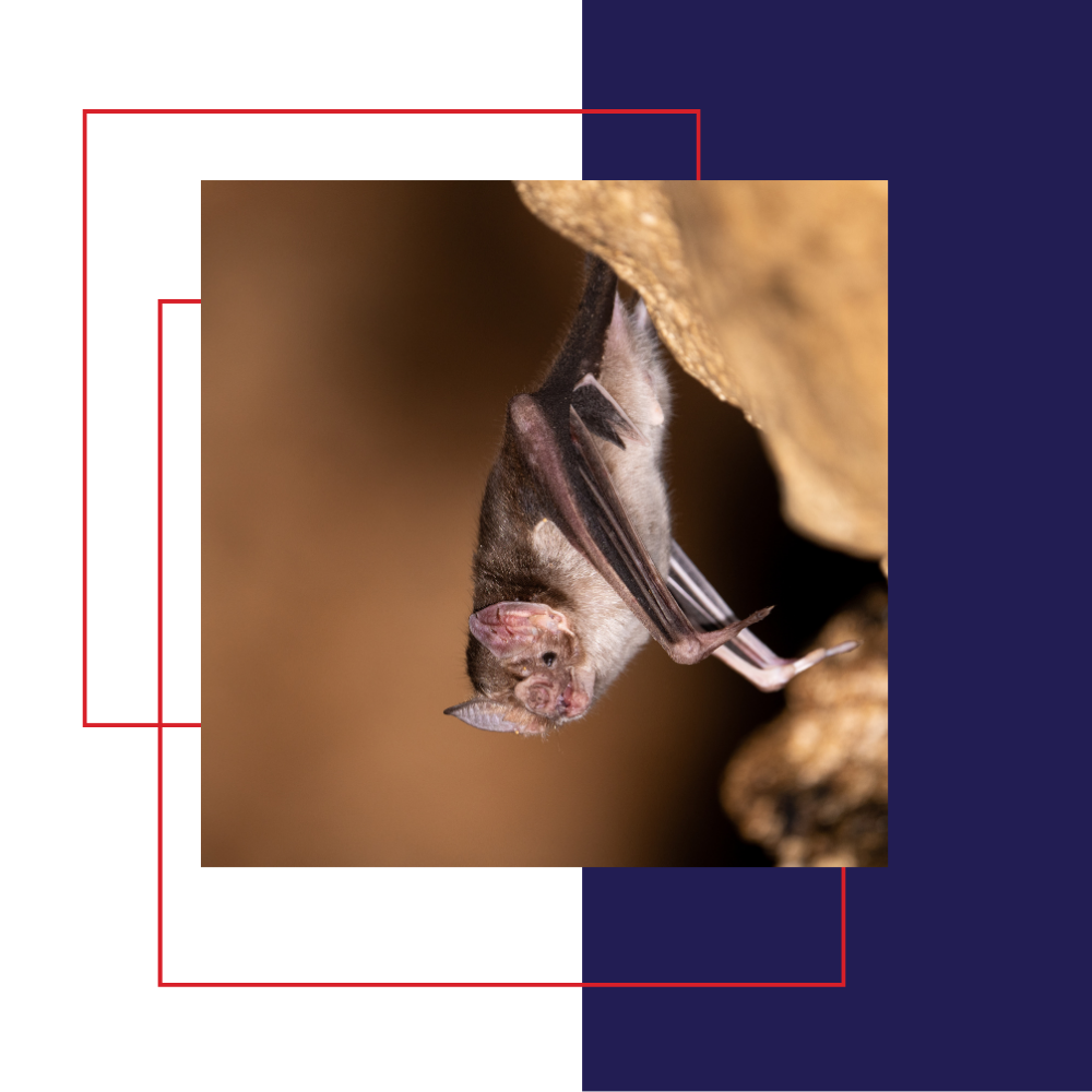 Bat hanging upside down in a cave. Brown fur, pink face, dark wings, against a beige background.
