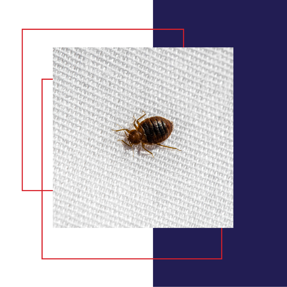 Bed bug on white fabric. Brown insect with segmented body.