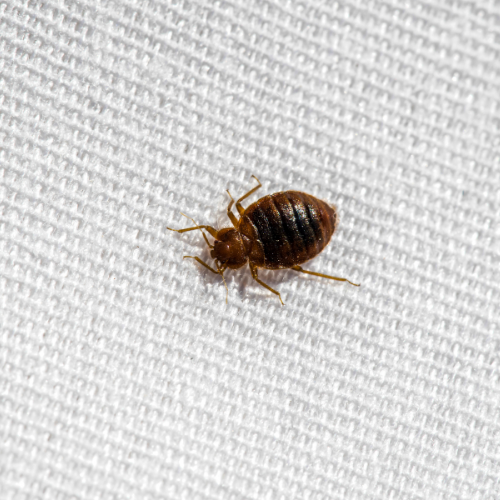 Bed bug on white fabric. Dark brown oval body with visible legs and antennae.