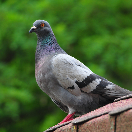 Pigeon with iridescent neck feathers perched on a rooftop, with a green, blurred background.