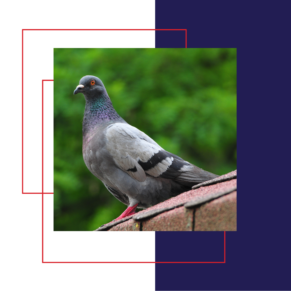 Pigeon perched on a roof, gray and black feathers, red feet, green background.