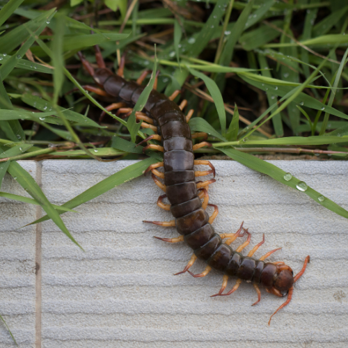Two brown centipedes crawling on gray tiles and grass.