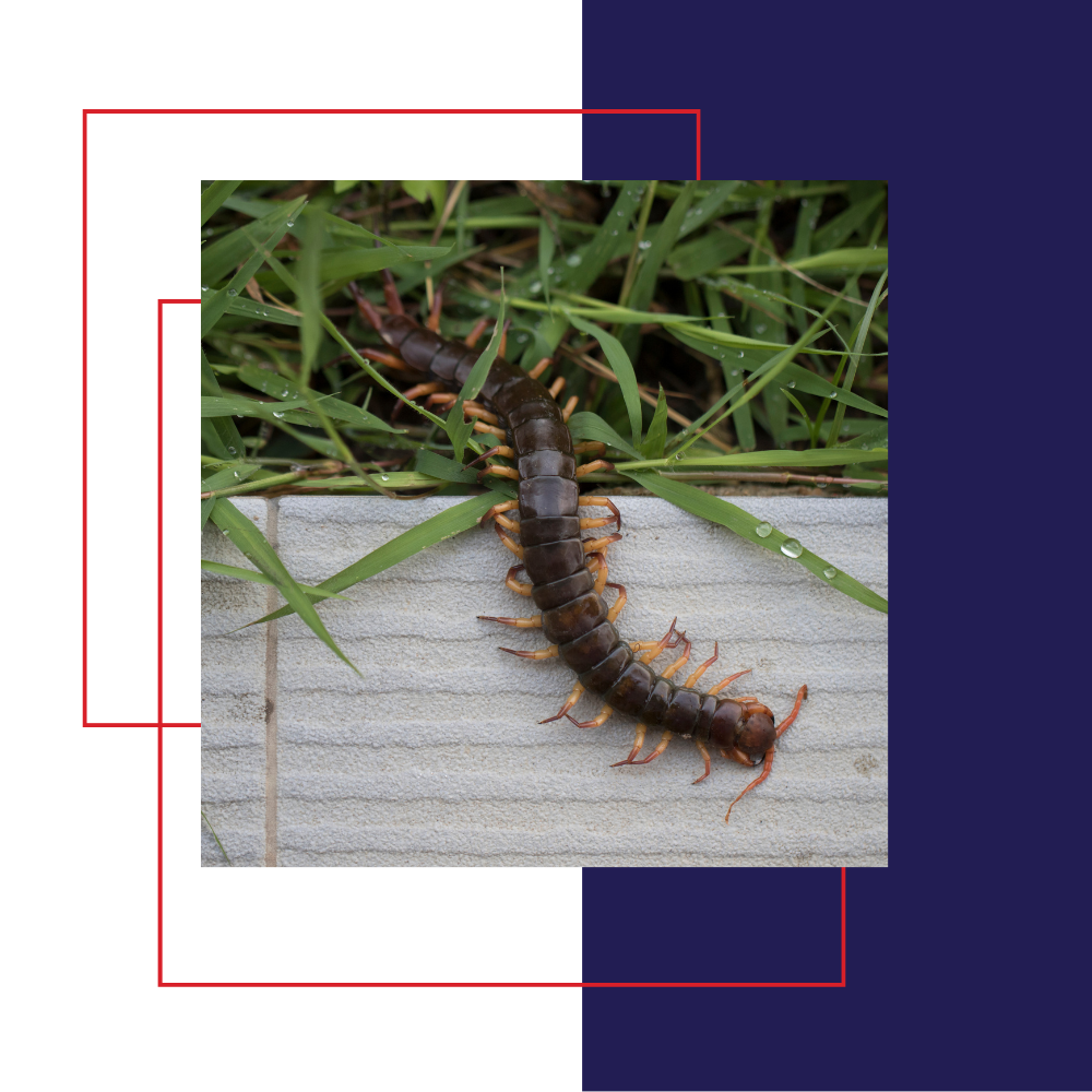 Centipede crawling on a wooden surface near grass. Brown, segmented body with many legs.