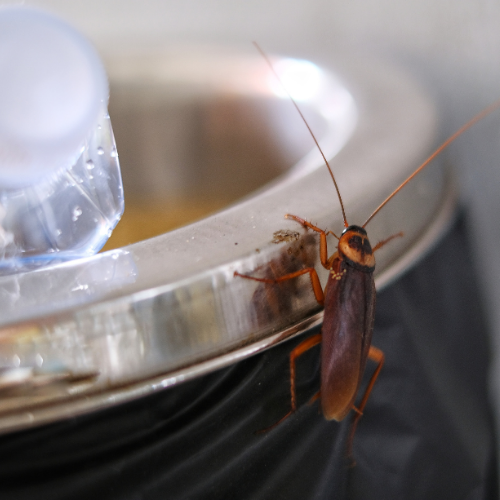 Cockroach on the rim of a stainless steel container. Dark brown body, long antennae.