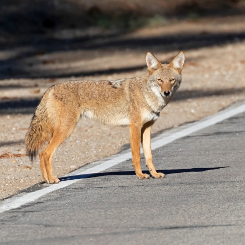 Coyote standing on paved road, tan fur, attentive expression, sunny setting.