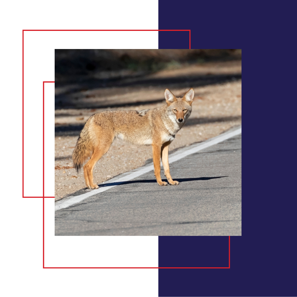 Coyote on a paved road, tan fur, looking towards the camera, shadows, and natural setting.
