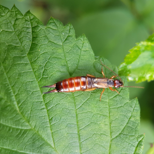 Earwig insect on a green leaf with visible pincers.
