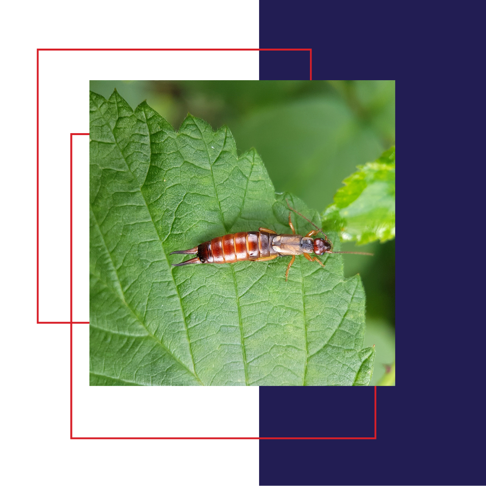 Earwig insect with prominent pincers on a green leaf.