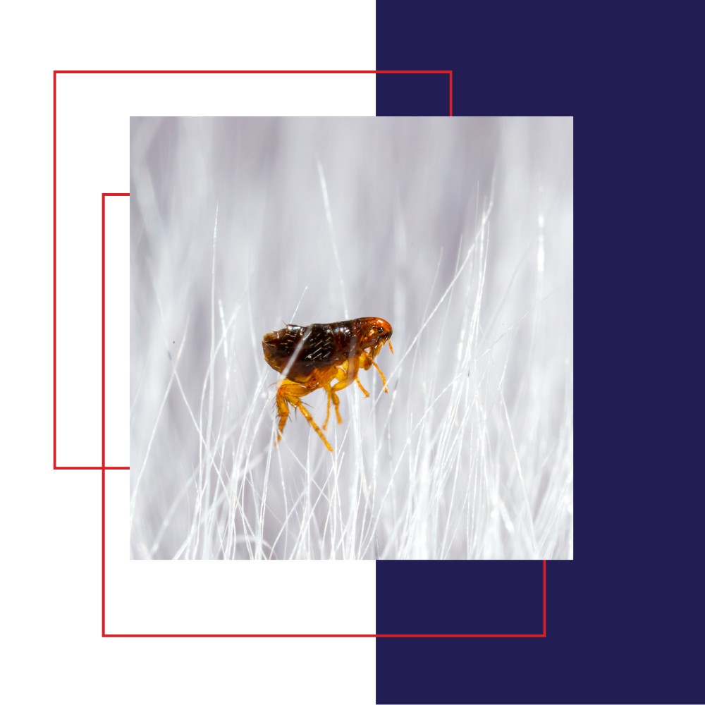 A flea on white fabric with red and blue graphic overlay.