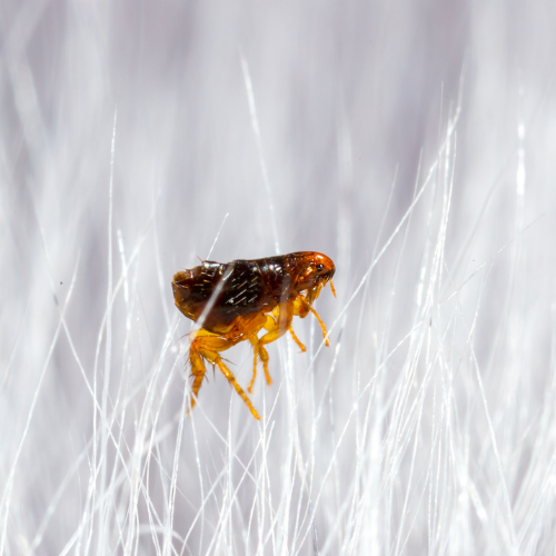 Brown and orange flea clinging to white fibers.